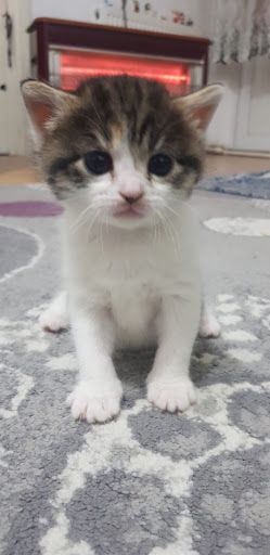 Yorum fotoğrafı 4