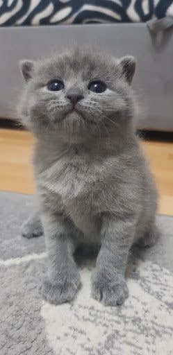 Yorum fotoğrafı 5