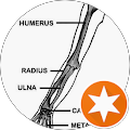 11HumeruS11