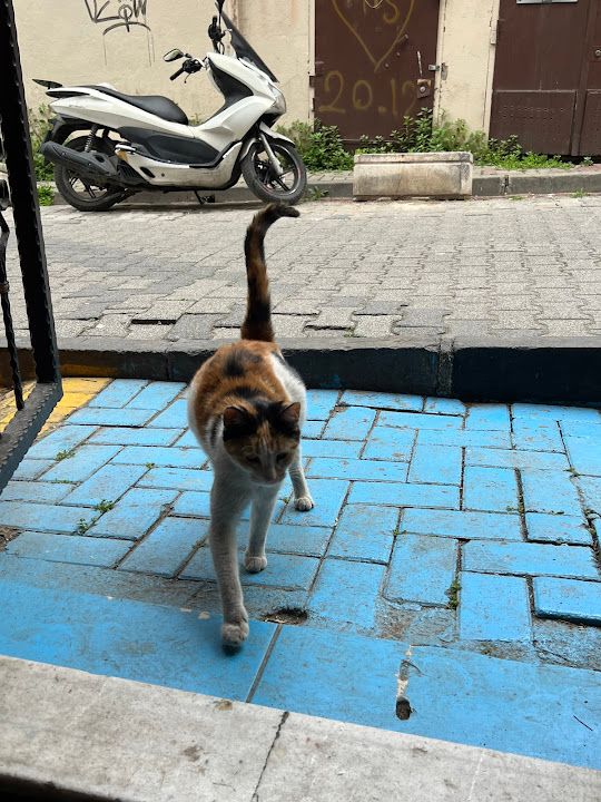 Yorum fotoğrafı 4