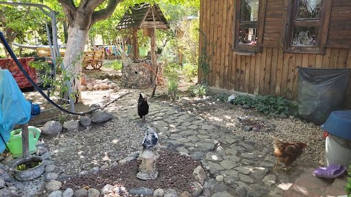 Yorum fotoğrafı 2