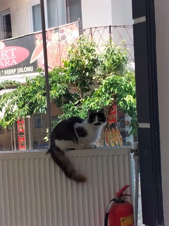 Fotoğraf 13