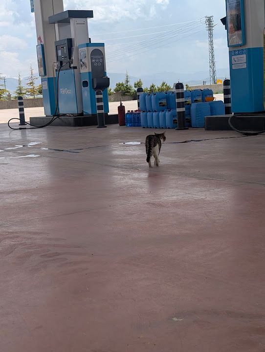 Fotoğraf 9