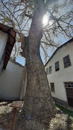 Yorum fotoğrafı 8
