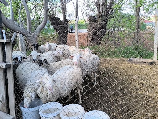 Yorum fotoğrafı 5