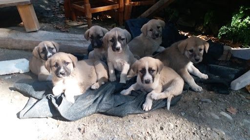 Yorum fotoğrafı 5