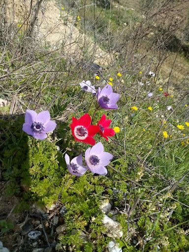 Fotoğraf 14