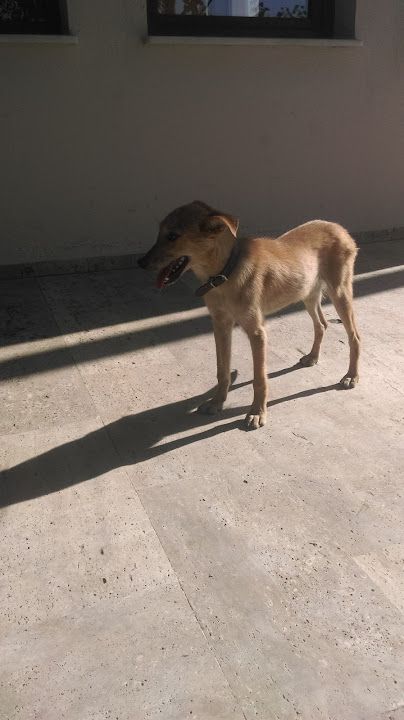 Sarı Kız Belediyesi Çay Bahçesi