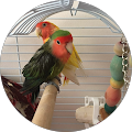 Alex.Pepper.LoveBirds Sevda Papağanları