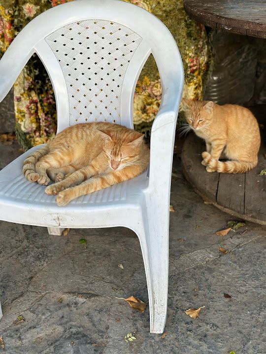 Fotoğraf 19