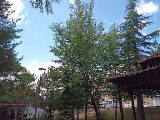 Yorum fotoğrafı 5