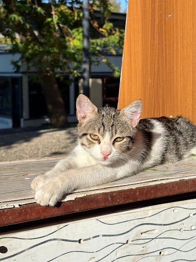 Yorum fotoğrafı 7