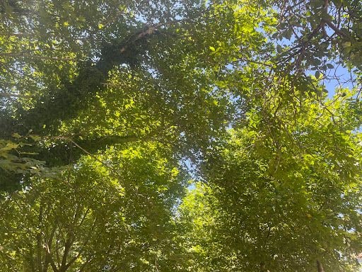 Yorum fotoğrafı 7