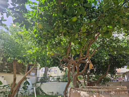 Yorum fotoğrafı 5