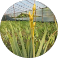 ALOE VERA DALAMAN