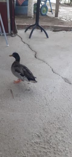 Yorum fotoğrafı 9