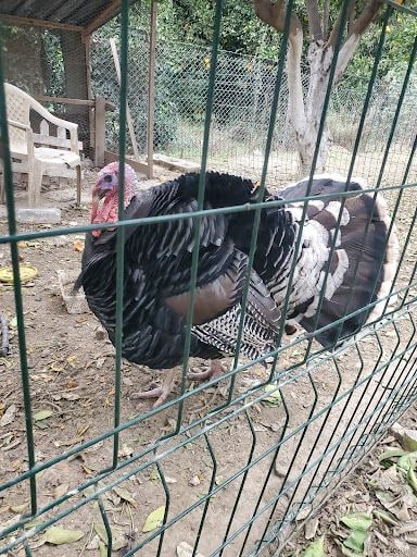 Yorum fotoğrafı 4