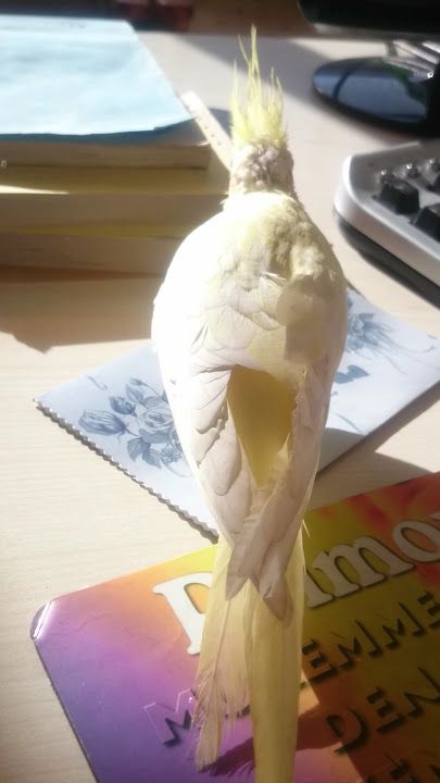 Dostlar Ocakbaşı