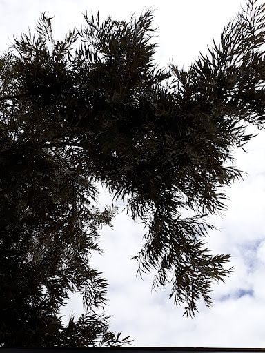 Yorum fotoğrafı 5