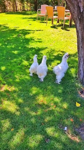 Yorum fotoğrafı 5