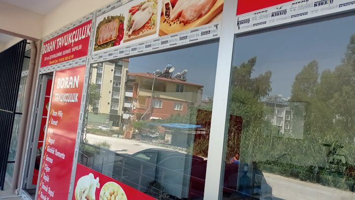Boran tavukçuluk