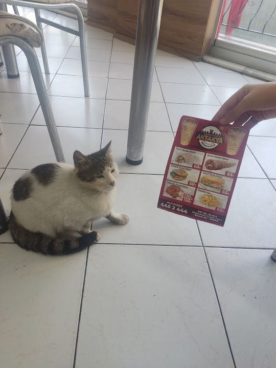 Yorum fotoğrafı 1