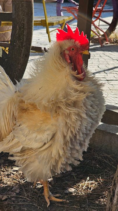 Fotoğraf 74