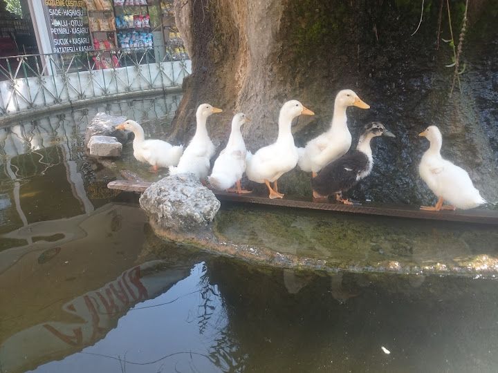 Yorum fotoğrafı 2