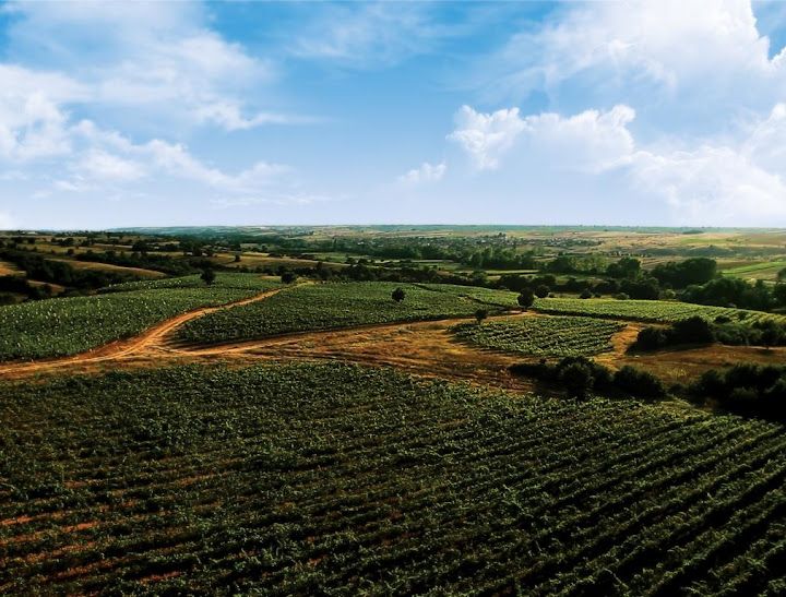 Arcadia Vineyards / Arcadia Bağları