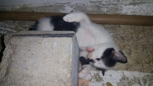 Fotoğraf 26