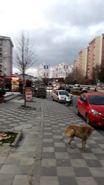 Fotoğraf 3