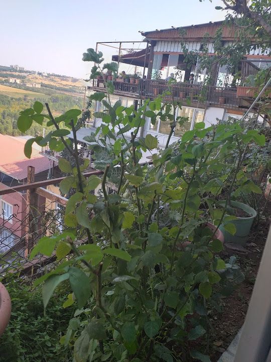 Yorum fotoğrafı 4