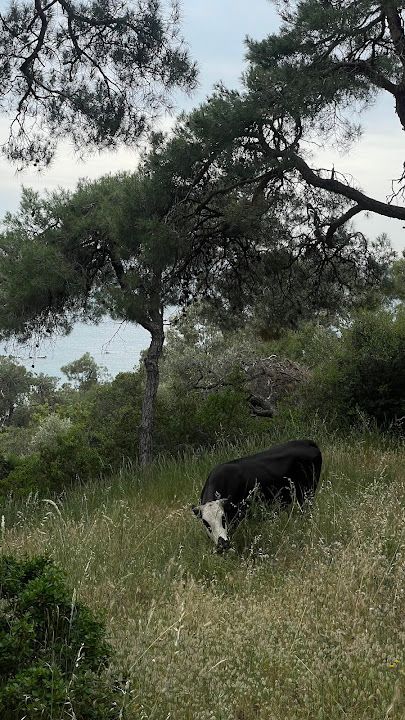 Yorum fotoğrafı 4