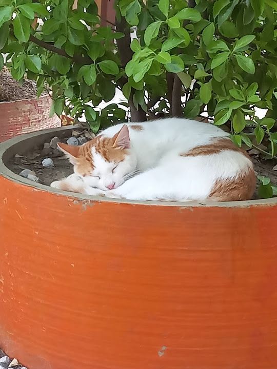 Fotoğraf 17