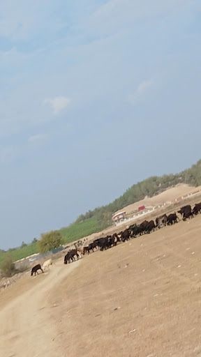 Yorum fotoğrafı 9
