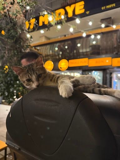 Fotoğraf 36