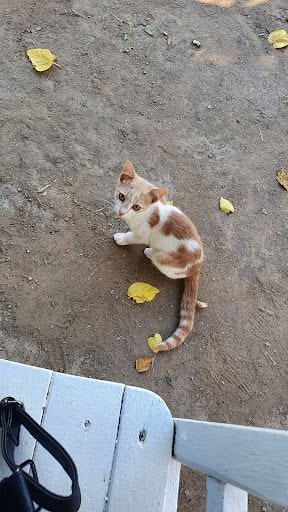 Fotoğraf 16