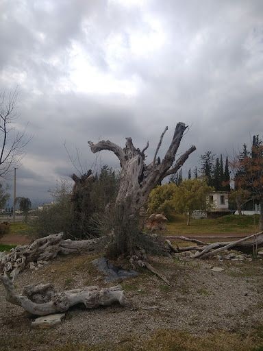 Yorum fotoğrafı 4
