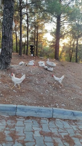 Yorum fotoğrafı 2