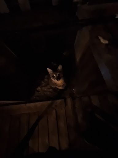 Yorum fotoğrafı 4