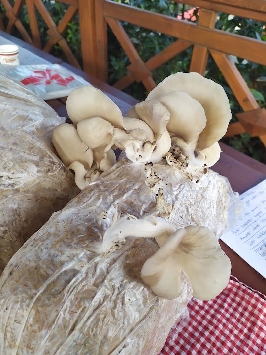 Fotoğraf 50