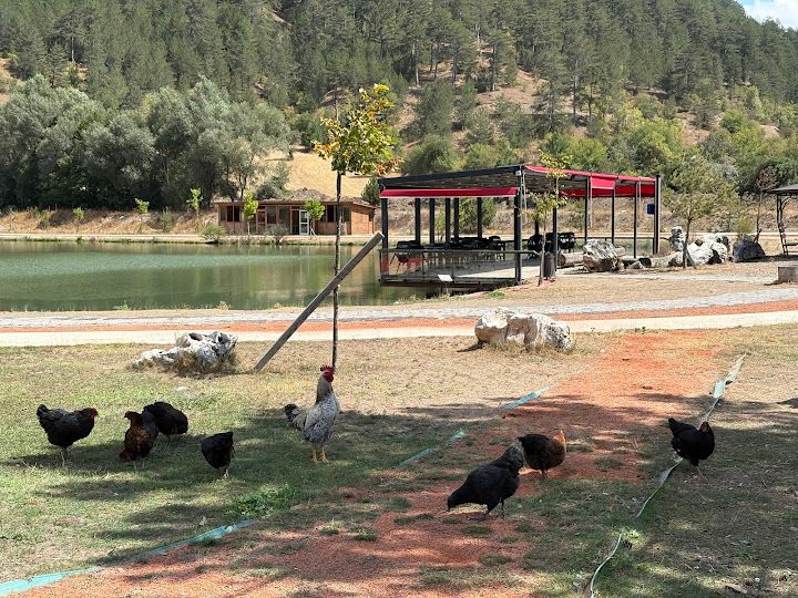 Yorum fotoğrafı 3