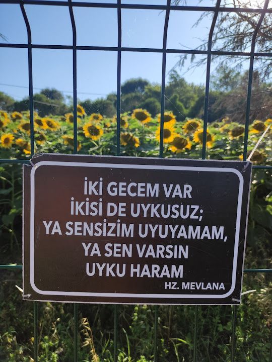 Fotoğraf 29