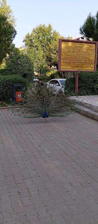 Yorum fotoğrafı 1