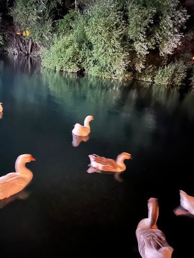 Yorum fotoğrafı 10