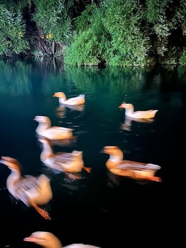 Yorum fotoğrafı 4