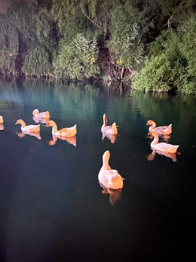 Yorum fotoğrafı 5