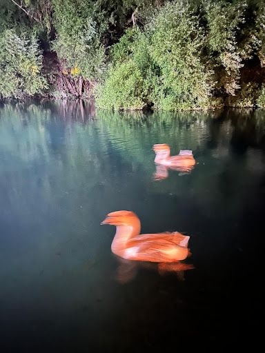 Yorum fotoğrafı 7