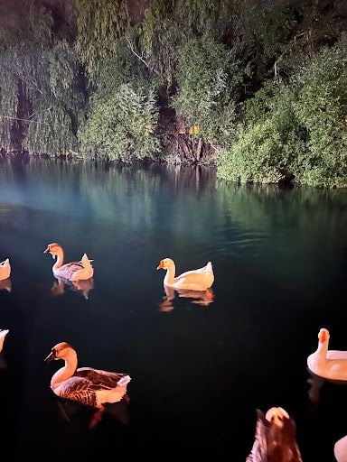 Yorum fotoğrafı 8