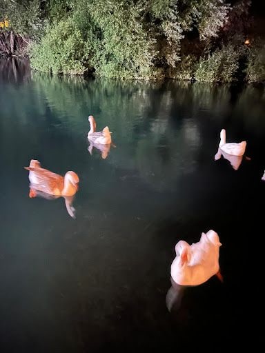 Yorum fotoğrafı 9